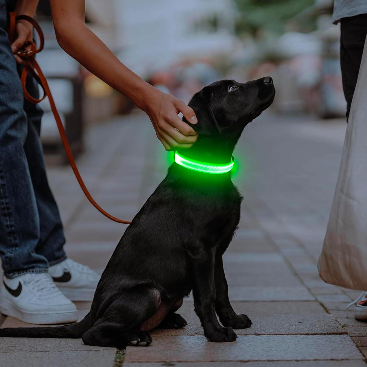 LED Dog Collar, Light up Dog Collar Rechargeable Glow in Dark Pet Collar Safety Dog Lights for Night Walking Camping (Green, Large)
