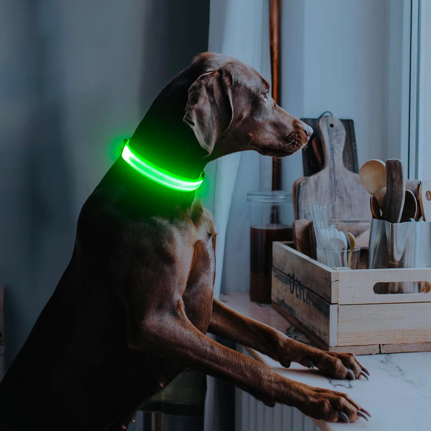 LED Dog Collar, Light up Dog Collar Rechargeable Glow in Dark Pet Collar Safety Dog Lights for Night Walking Camping (Green, Large)